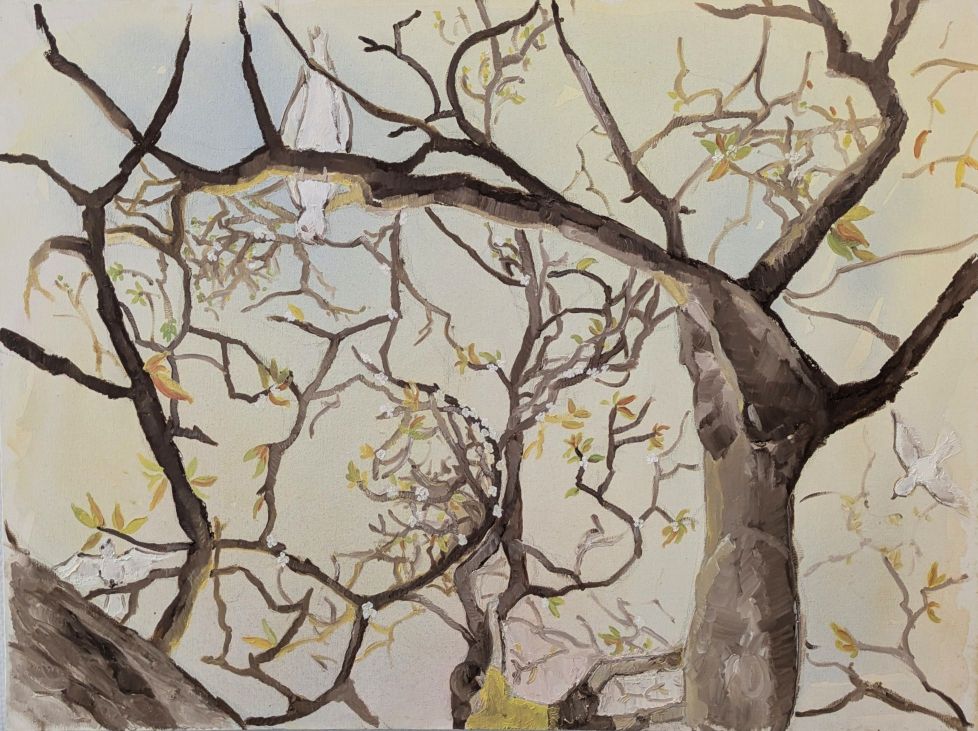 Arbre au feuillage aérien évoquant la sérénité et le ressourcement intérieur propres à l'hypnose médicale